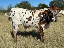 BC Flirts Bull Calf